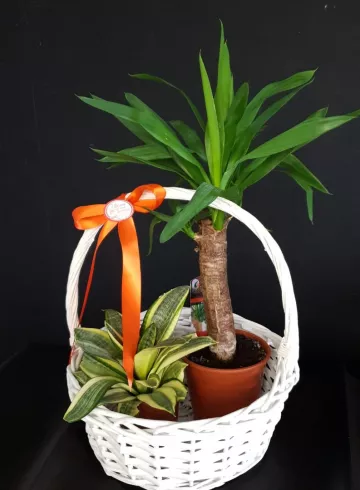 Корзина из пальмы юкка и сансиеверии от интернет-магазина цветов в 
